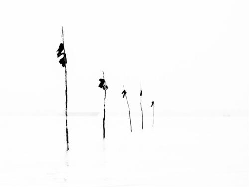 Neli Ootjers-Wind - Thema Grafische Fotografie - 1